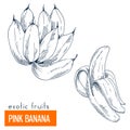 Pink banana. Hand drawn vector illustration Royalty Free Stock Photo