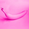 Pink banana lying on pink background. Flirty fruit photo