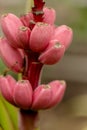 Pink bananas are in blossom Royalty Free Stock Photo