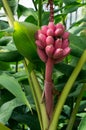 Pink Bananas (Musa velutina) Royalty Free Stock Photo