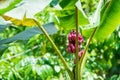 Pink bananas (musa velutina) growing on a banana plant Royalty Free Stock Photo