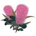 Pink Banksia Vector Illustraton