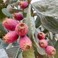 Pink barbary figs growing on the cactus in Sicily