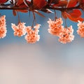 Pink barberry flowers in the spring garden. Free space for text. Square image