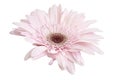 Pink Barberton daisy flower, Gerbera jamesonii, isolated on white background, with clipping path Royalty Free Stock Photo