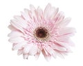 Pink Barberton daisy flower, Gerbera jamesonii, isolated on white background, with clipping path Royalty Free Stock Photo