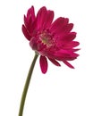 Pink Barberton daisy flower, Gerbera jamesonii, isolated on white background, with clipping path Royalty Free Stock Photo