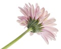 Pink Barberton daisy flower, Gerbera jamesonii, isolated on white background, with clipping path Royalty Free Stock Photo