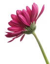 Pink Barberton daisy flower, Gerbera jamesonii, isolated on white background, with clipping path Royalty Free Stock Photo