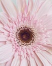 Pink Barberton daisy flower, Gerbera jamesonii, isolated on white background Royalty Free Stock Photo