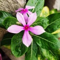 Pink barmasi evenig dark green five stars Royalty Free Stock Photo