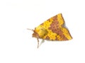 Pink-barred Sallow moth Royalty Free Stock Photo