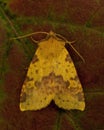 The Pink-barred Sallow, Xanthia togata Royalty Free Stock Photo