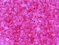 Pink bath salt smell Queen of the night flower Royalty Free Stock Photo