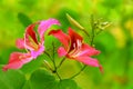 Pink bauhinia blakeana flowers