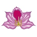 Pink Bauhinia blossoms. Stock illustration.