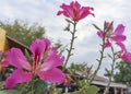 Pink Bauhinia flower beautiful tropical flower called Chongkho in Thai