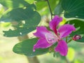 Pink Bauhinia flower blooming, commonly called the Hong Kong Orchid Tree, which is cultivated