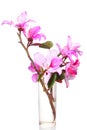 Pink Bauhinia flower Royalty Free Stock Photo