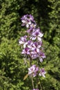 Pink Bauhinia flowering tree blooming, Closeup of Purple Orchid Tree flowers. Royalty Free Stock Photo