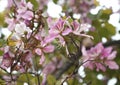 Pink Bauhinia Flowers