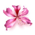 Pink Bauhinia Purpurea. Royalty Free Stock Photo