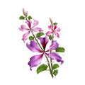 Pink Bauhinia Purpurea. Royalty Free Stock Photo