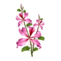 Pink Bauhinia Purpurea.