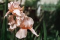 pink bearded iris, Irideae. Spring flowering in the garden. Royalty Free Stock Photo