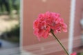 Pink beatiful flower in balcony