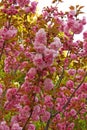 Almond blossoms Royalty Free Stock Photo