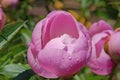 Pink beautiful buds of Paeonia flowers with water drops close-up