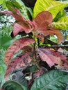 Pink Beautiful Croton Plant Royalty Free Stock Photo