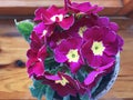 Pink beautiful cute primula flowers with yellow middle.
