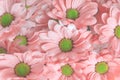 Pink beautiful daisy flower bouqet background