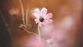 Pink beautiful flower of the cosmea with delicate petals blooms on an autumn day among dark grasses. Nature Royalty Free Stock Photo