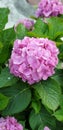 Pink beautiful flower hydrangea Royalty Free Stock Photo
