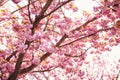 Pink beautiful flowers on the cherry blooming tree in the early spring Royalty Free Stock Photo