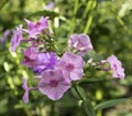 Pink beautiful flowers Phlox- flox in the garden Royalty Free Stock Photo