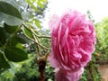 Pink beautiful and fresh slave flower and drops of water on it