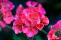 Pink beautiful geranium flower on a dark background Royalty Free Stock Photo