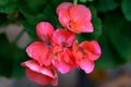 Pink beautiful geranium flower on a dark background Royalty Free Stock Photo