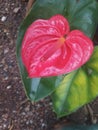 Pink beautiful green leaves Anthurium Flower In Sri Lanka Royalty Free Stock Photo