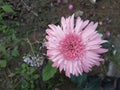 Pink beautiful hardy crysathemum flower