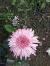 Pink beautiful hardy crysathemum flower