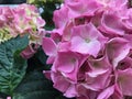 Pink beautiful hydrangea flowers, close up.