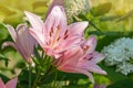 Pink beautiful Lily close-up on a Sunny summer day. natural floral background Royalty Free Stock Photo