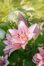 Pink beautiful Lily close-up on a Sunny summer day. natural floral background Royalty Free Stock Photo