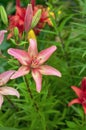 Pink beautiful Lily close-up on a Sunny summer day. natural floral background Royalty Free Stock Photo