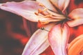 Pink beautiful Lily with a small beautiful fly close-up on a Sunny summer day. natural floral background Royalty Free Stock Photo